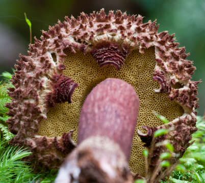 Image of Boletellus emodensis (Berk.) Singer 1942