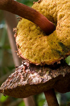 Image of Boletellus emodensis (Berk.) Singer 1942