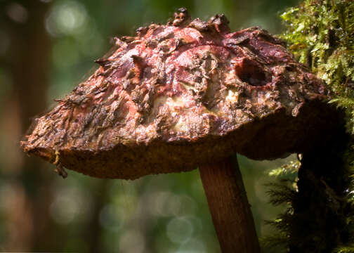 Image of Boletellus emodensis (Berk.) Singer 1942