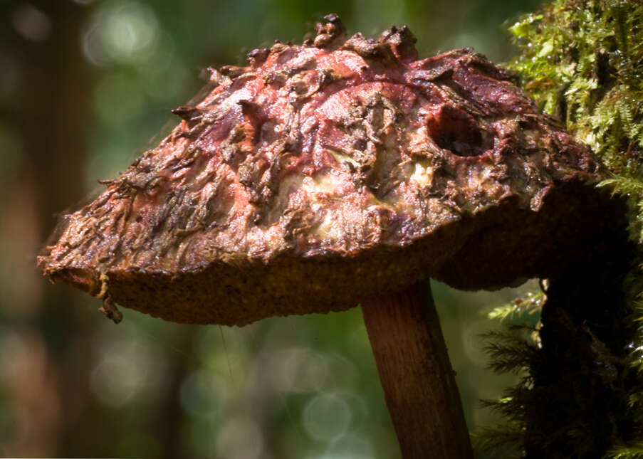 Sivun Boletellus emodensis (Berk.) Singer 1942 kuva