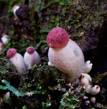 Image of Boletellus emodensis (Berk.) Singer 1942