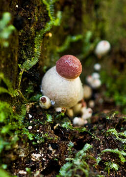 Image of Boletellus emodensis (Berk.) Singer 1942