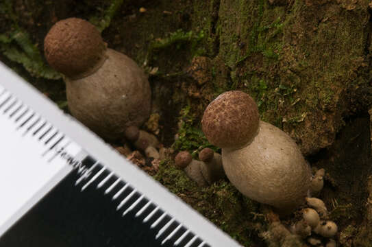 Image of Boletellus emodensis (Berk.) Singer 1942