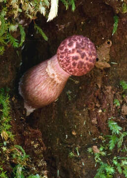 Image of Boletellus emodensis (Berk.) Singer 1942