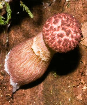 Image of Boletellus emodensis (Berk.) Singer 1942