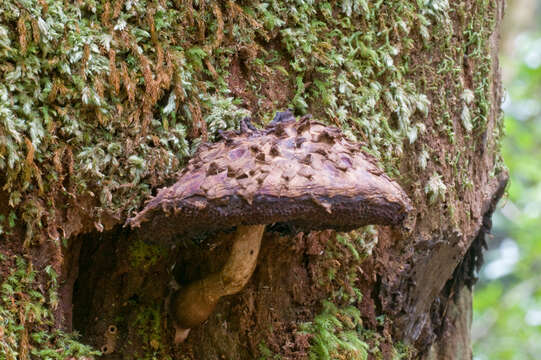 Image of Boletellus emodensis (Berk.) Singer 1942