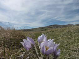 Image of Eastern Pasque Flower