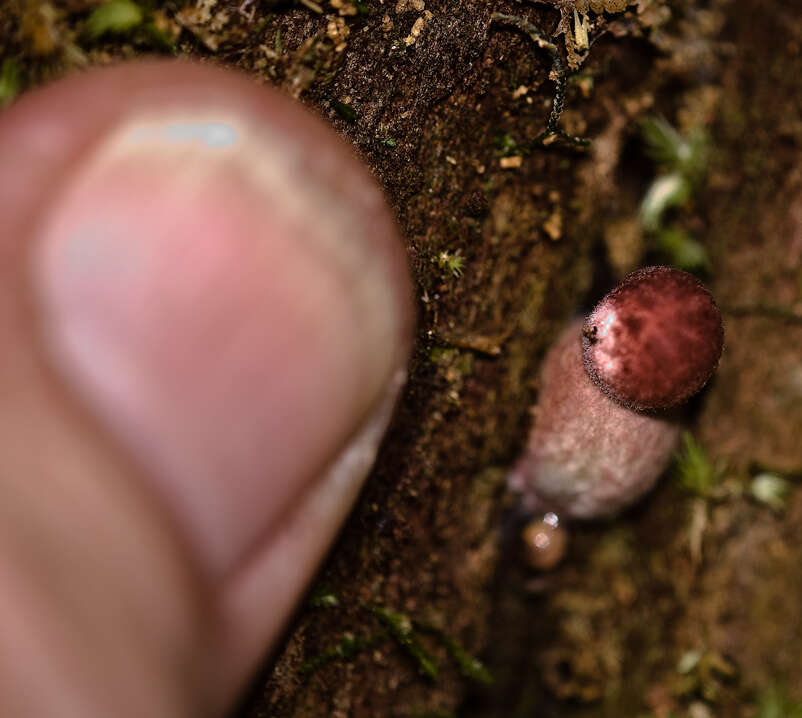 Sivun Boletellus emodensis (Berk.) Singer 1942 kuva