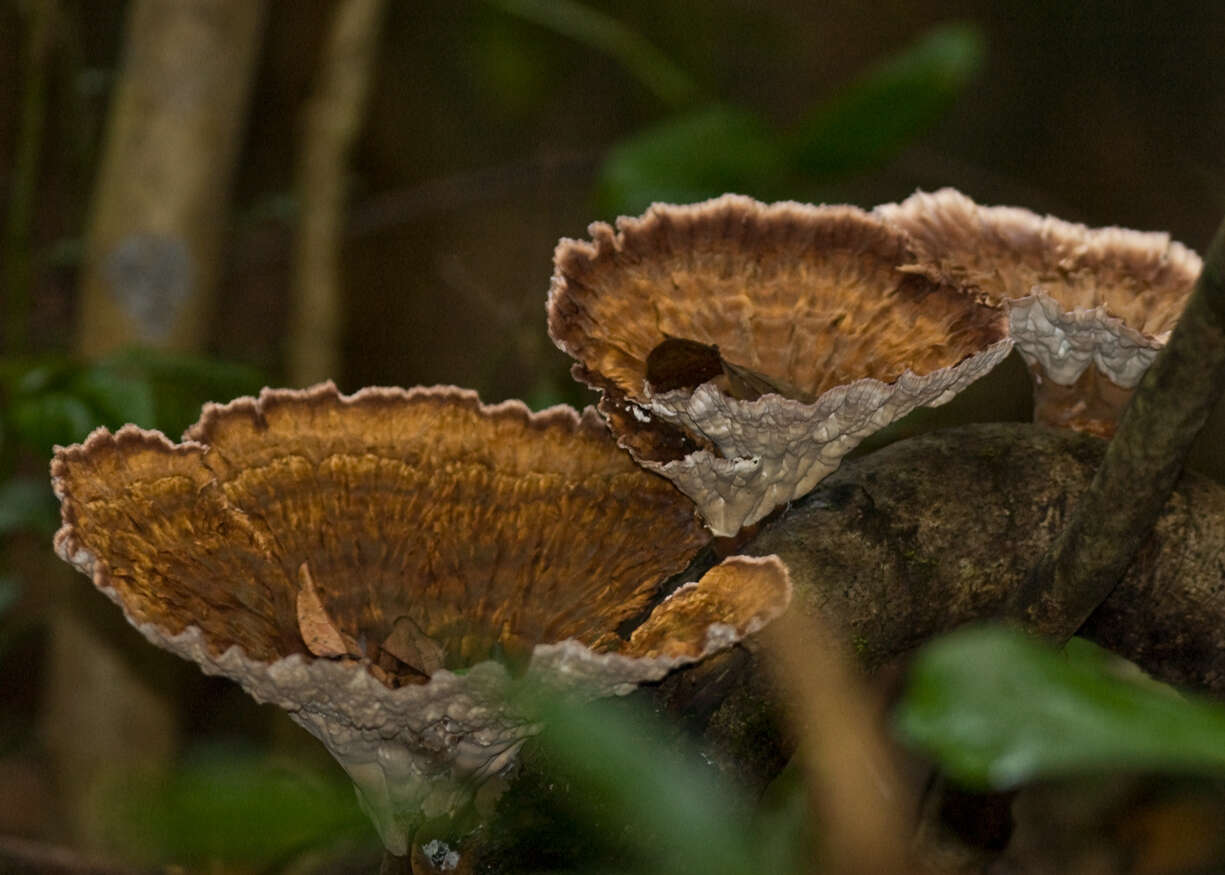 Imagem de Cymatoderma elegans Jungh. 1840