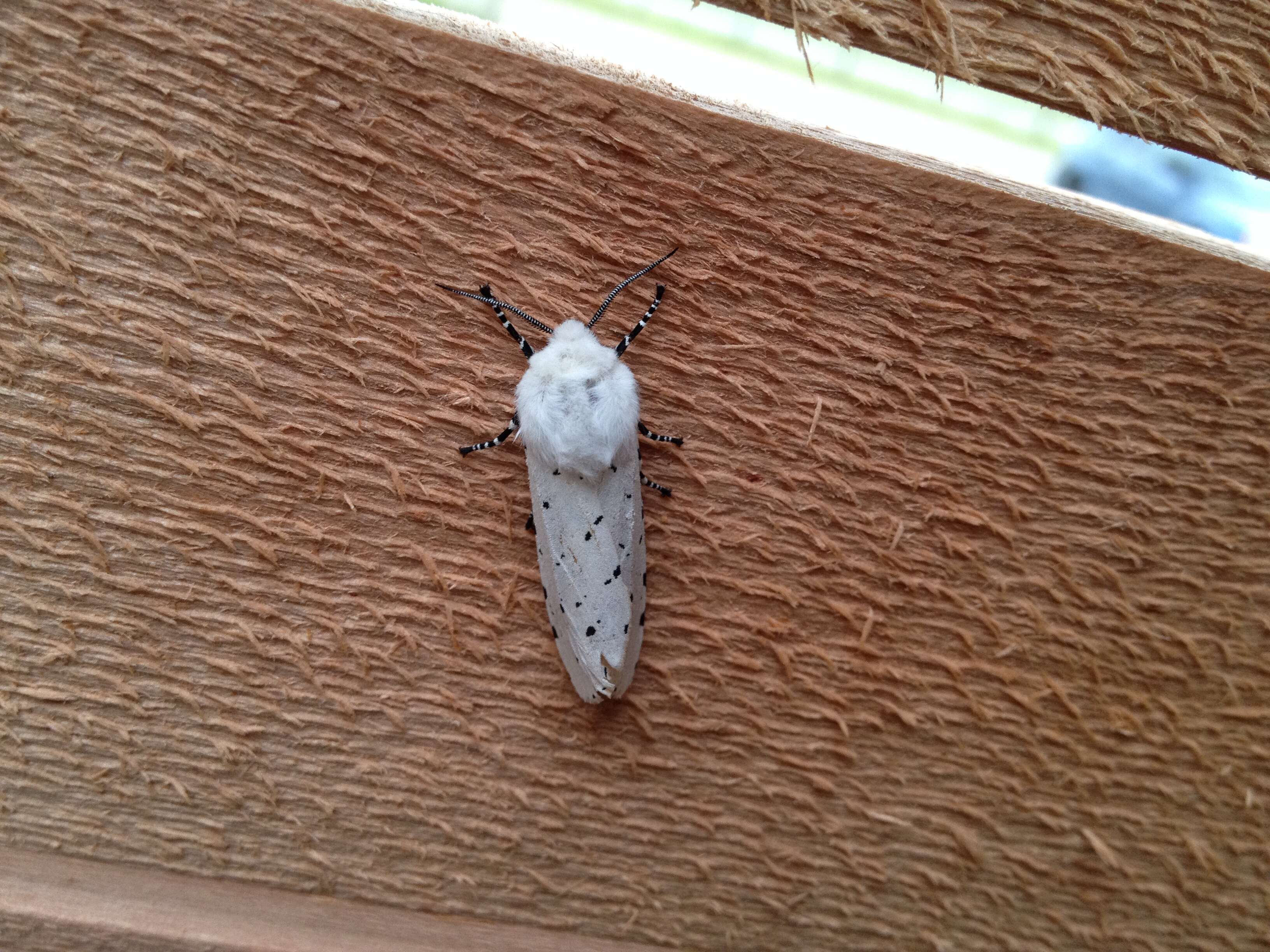 Image of Salt Marsh Moth