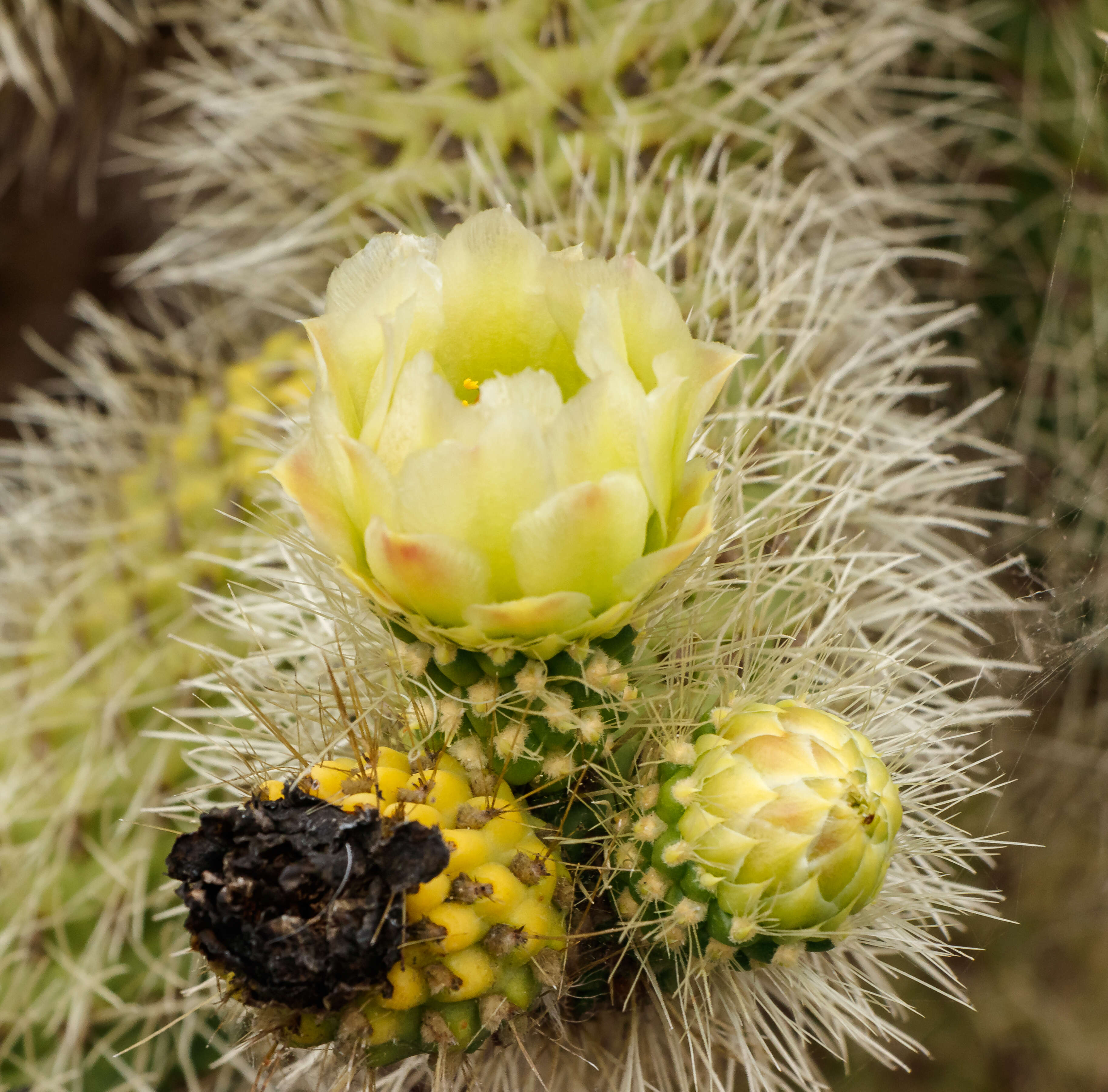 Image de Cylindropuntia bigelovii (Engelm.) F. M. Knuth