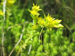 Слика од Sedum sexangulare L.