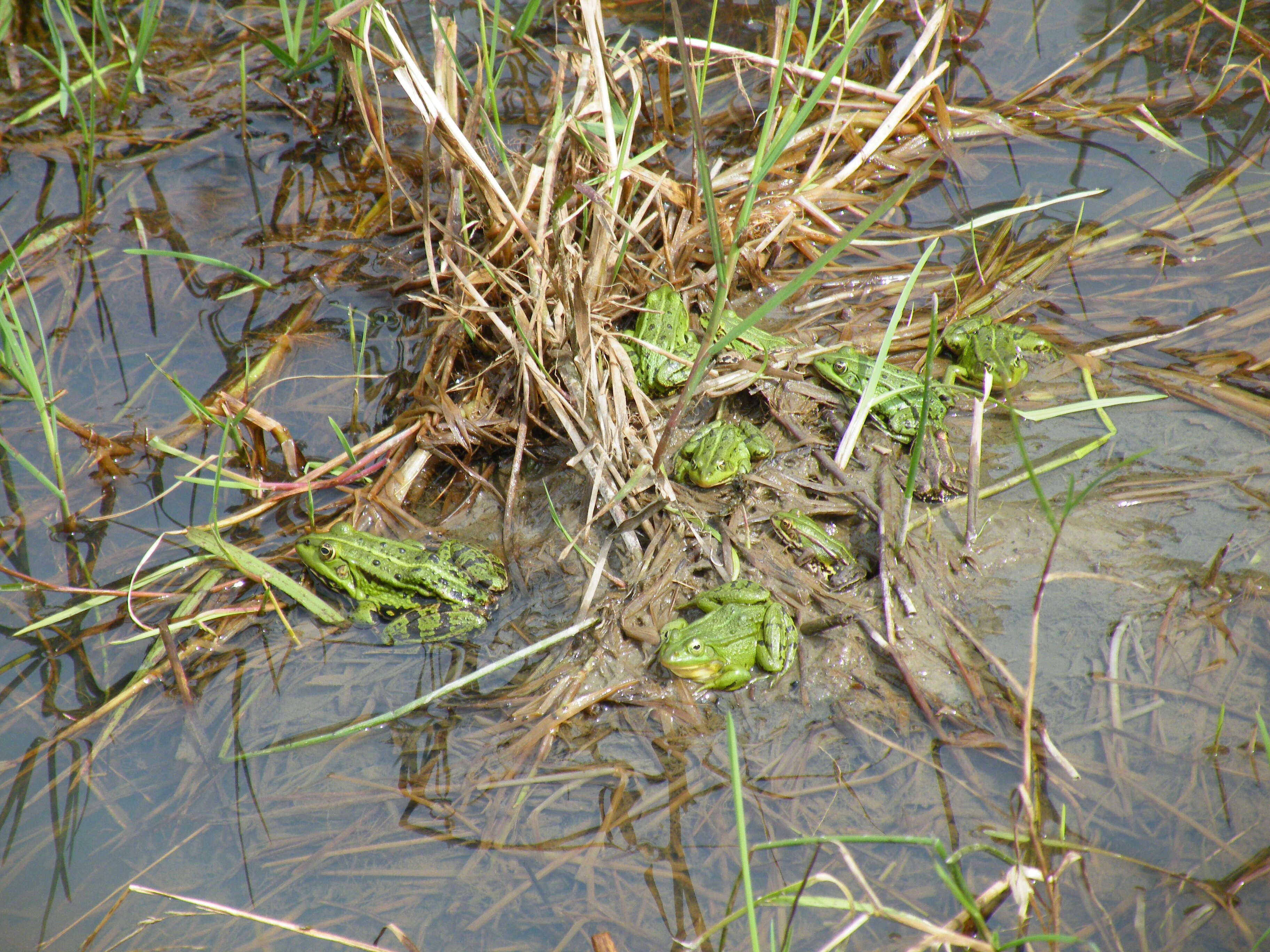 صورة Pelophylax esculentus