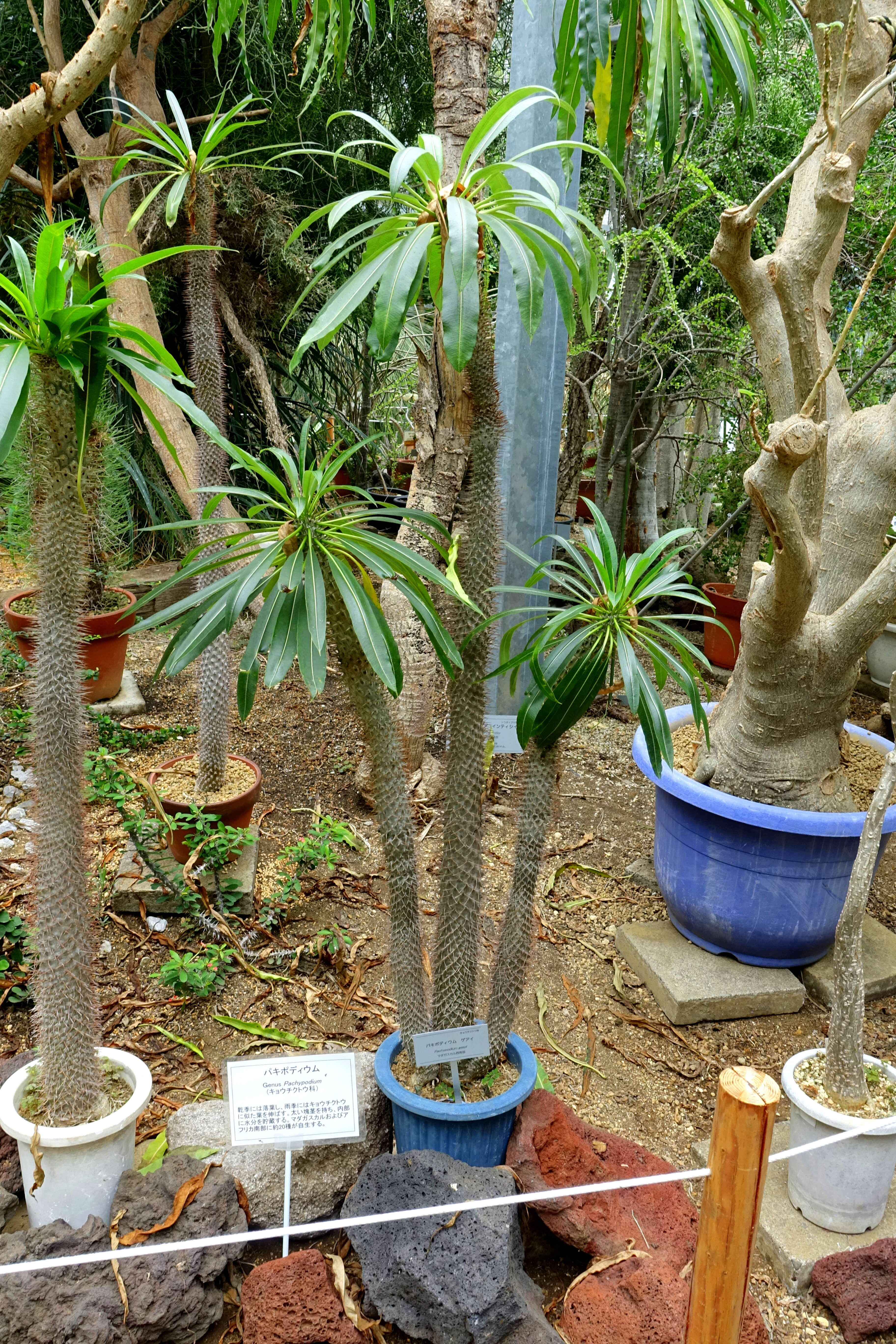 Image of Pachypodium geayi Costantin & Bois