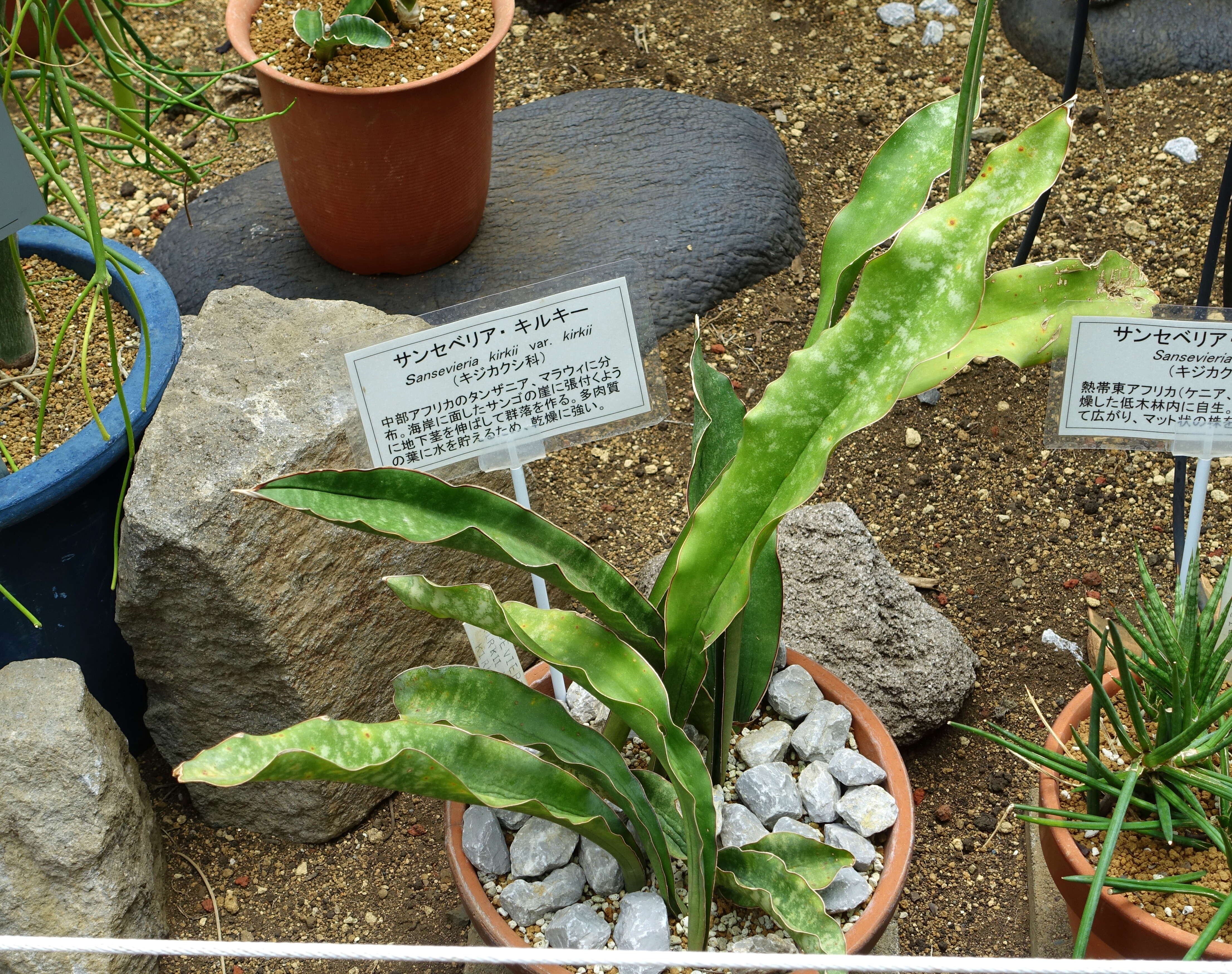 Image de Sansevieria kirkii Baker