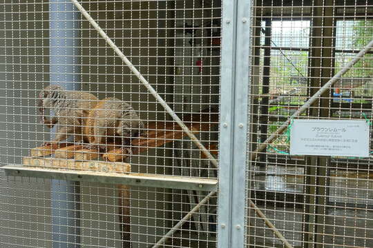 Image of brown lemur