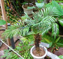 Image of Cycad