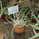 Image de Euphorbia kondoi Rauh & Razaf.