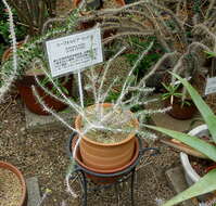 Image of Euphorbia kondoi Rauh & Razaf.
