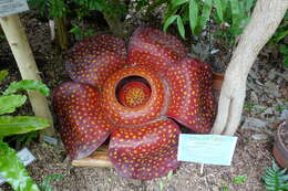 Image de Rafflesia arnoldii R. Br.