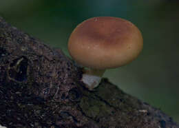 Image of Lentinula lateritia (Berk.) Pegler 1983