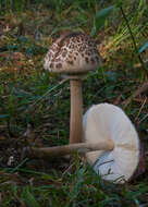 Image of Macrolepiota clelandii Grgur. 1997