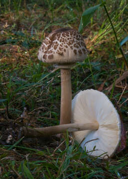 Image of Macrolepiota clelandii Grgur. 1997