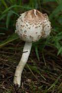 Image of Macrolepiota clelandii Grgur. 1997