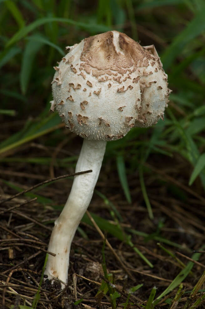 Image of Macrolepiota clelandii Grgur. 1997