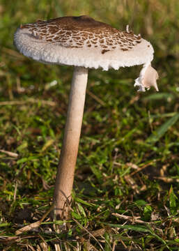 Image of Macrolepiota clelandii Grgur. 1997