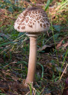 Image of Macrolepiota clelandii Grgur. 1997