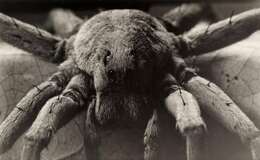 Image of Carolina Wolf Spider