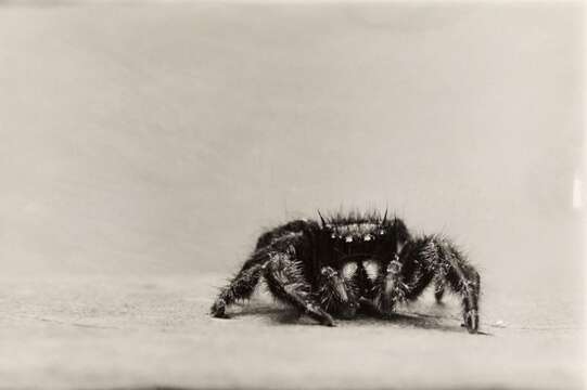 Image of jumping spiders