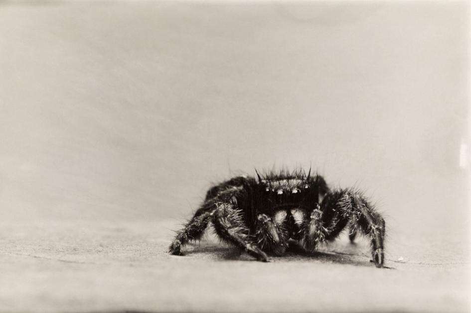 Image of jumping spiders