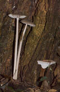 Image of Mycena cystidiosa (G. Stev.) E. Horak 1971