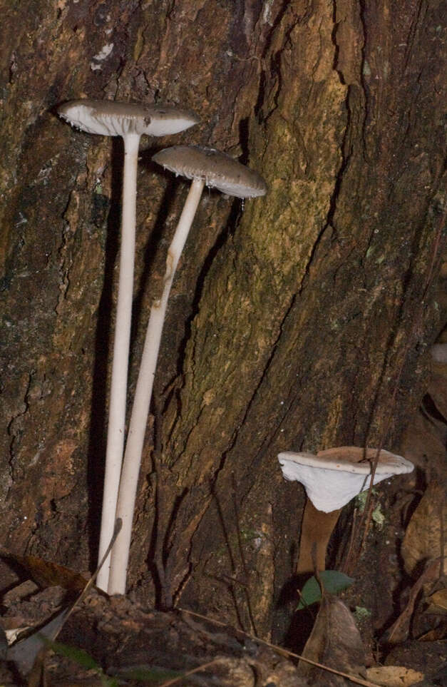 Image of Mycena cystidiosa (G. Stev.) E. Horak 1971