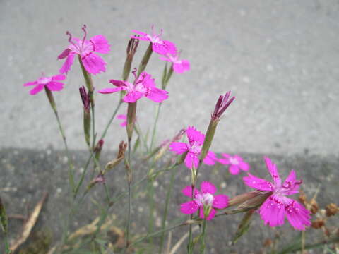 Image of maiden pink