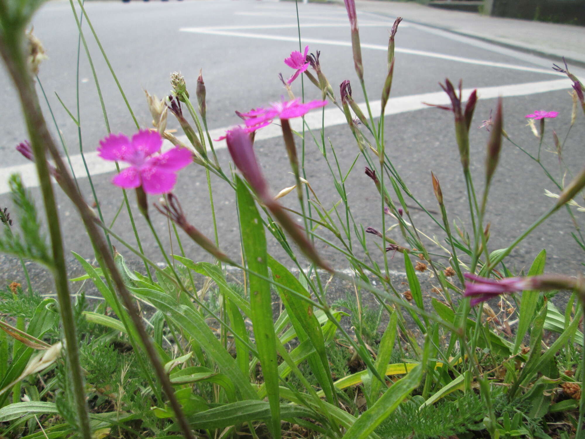 Image of maiden pink