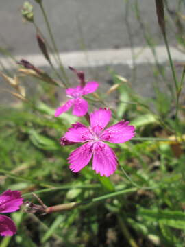 Слика од Dianthus deltoides L.