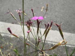 Image of maiden pink