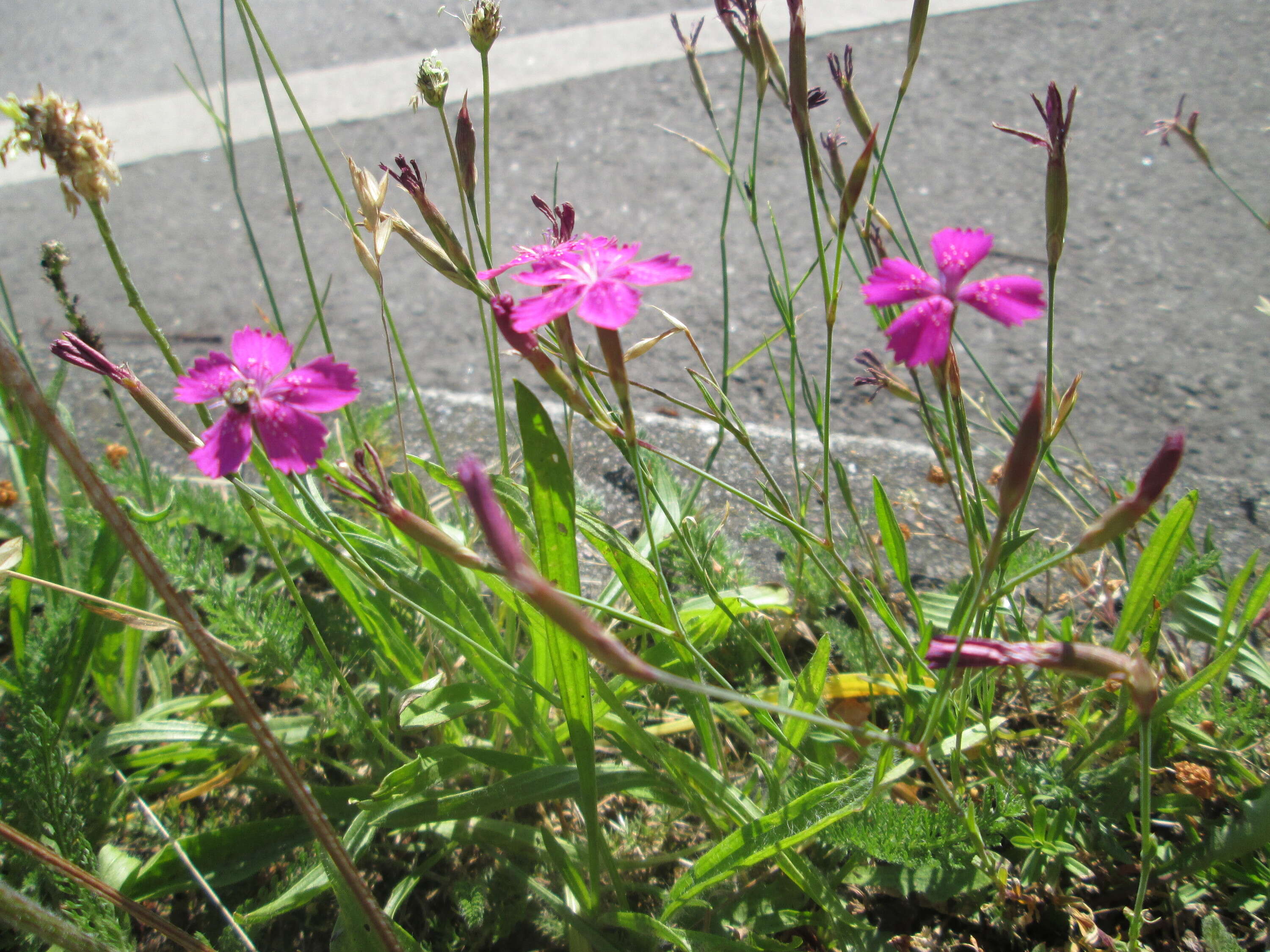 Image of maiden pink