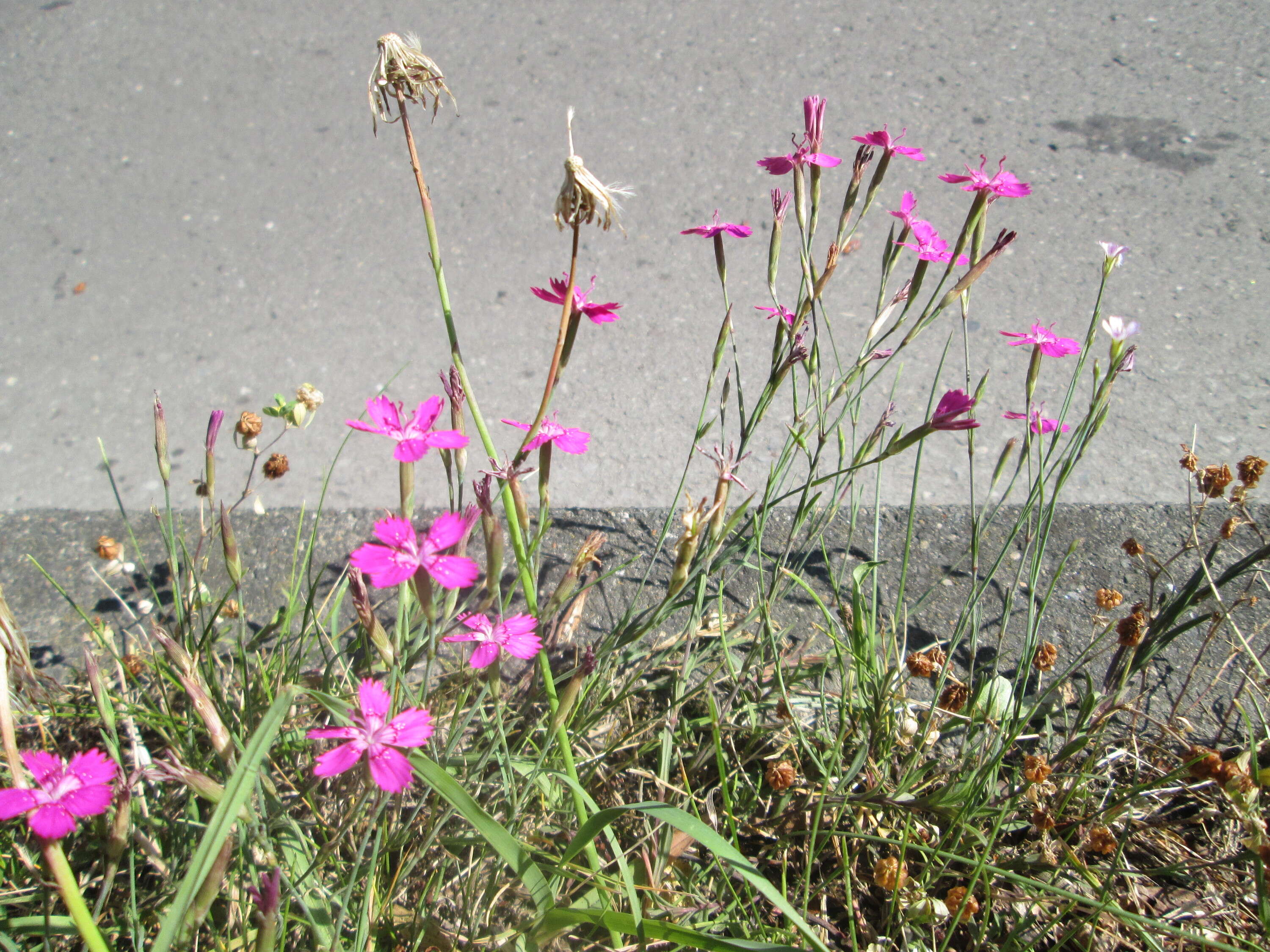 Image of maiden pink