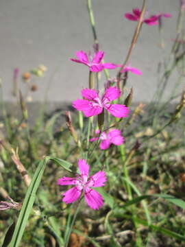 Image of maiden pink