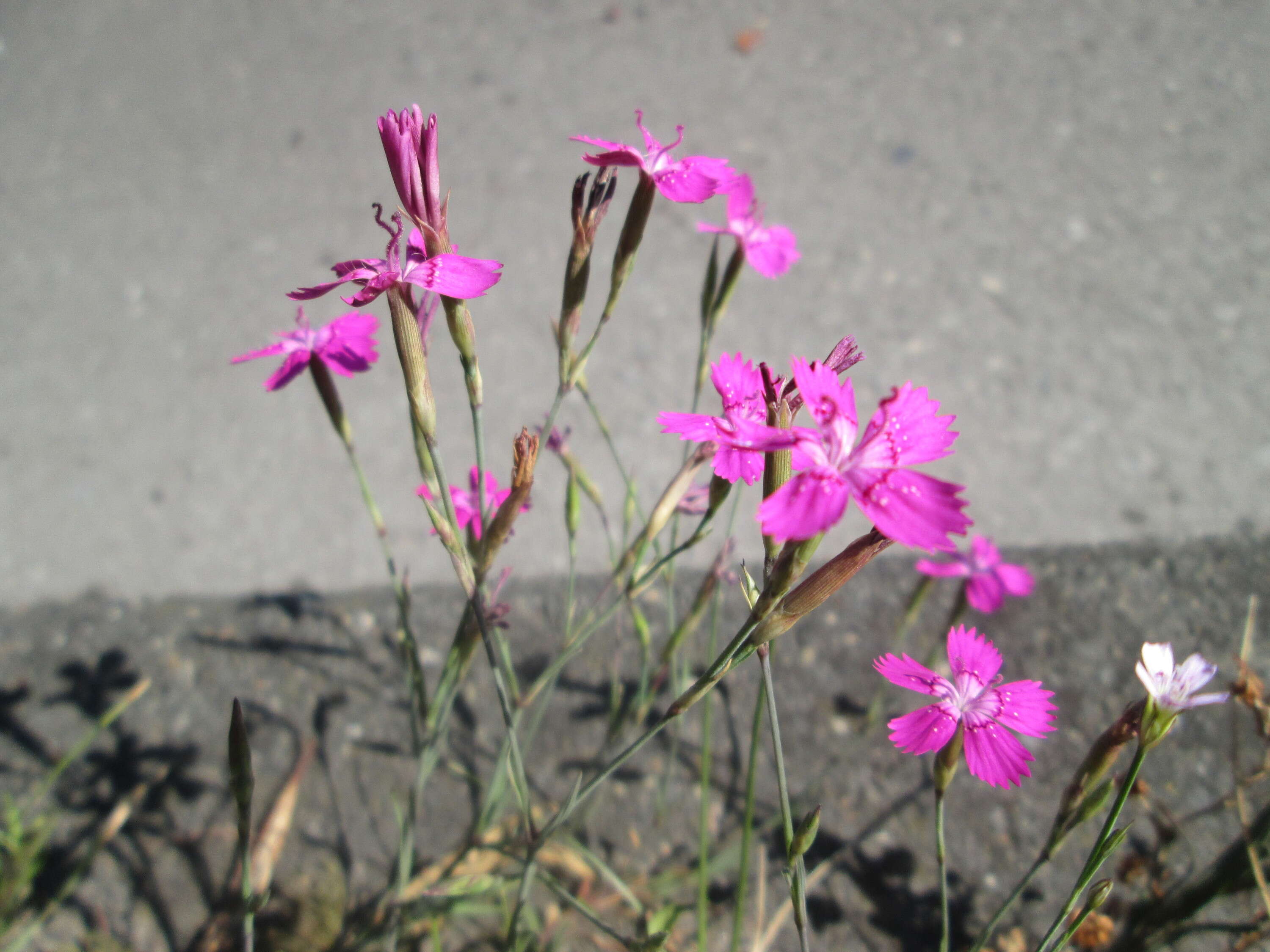 Image of maiden pink