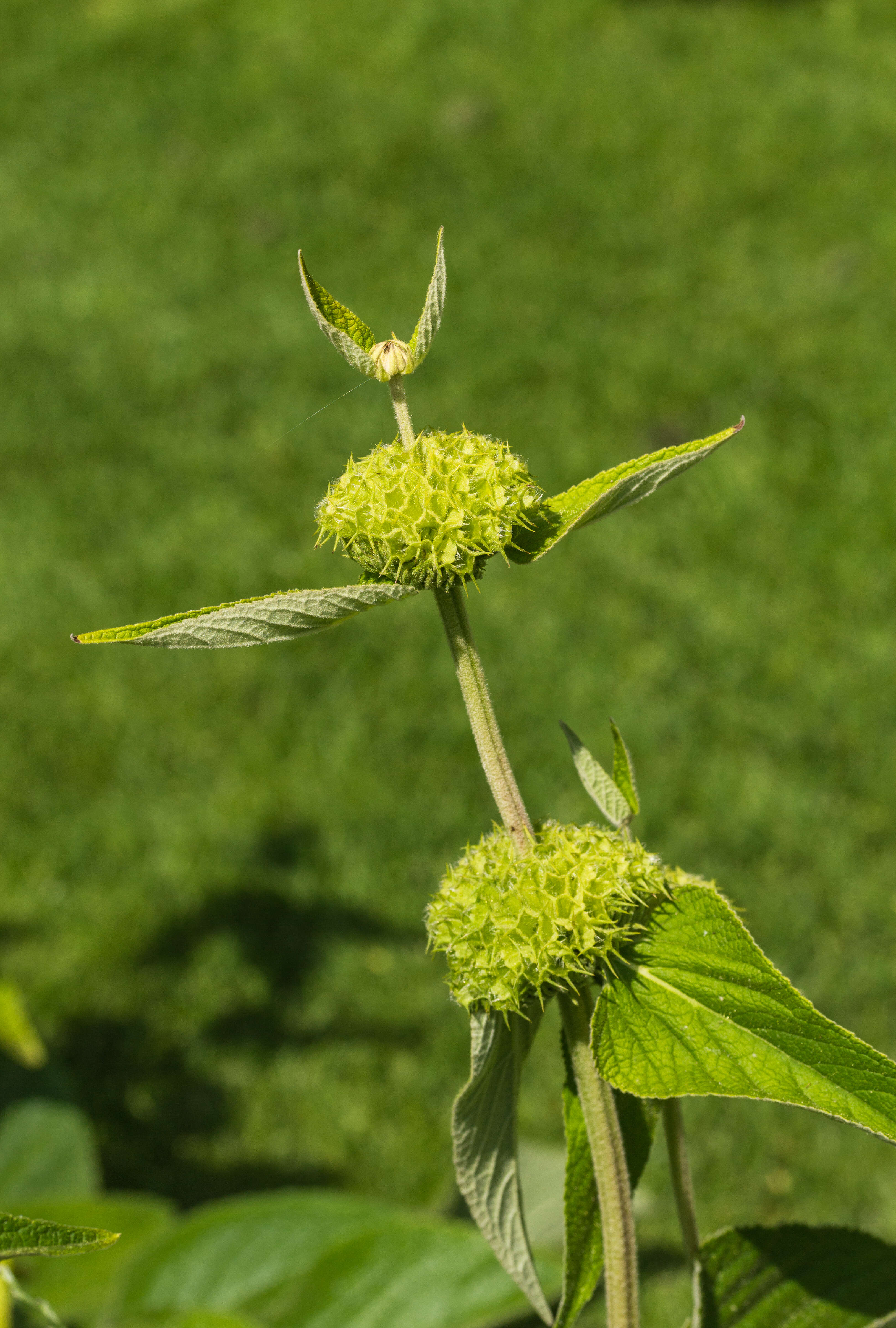 Sivun Phlomis russeliana (Sims) Lag. ex Benth. kuva