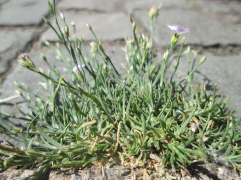 Image de Gypsophile rampante