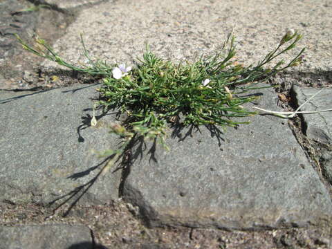 Image of creeping baby's-breath