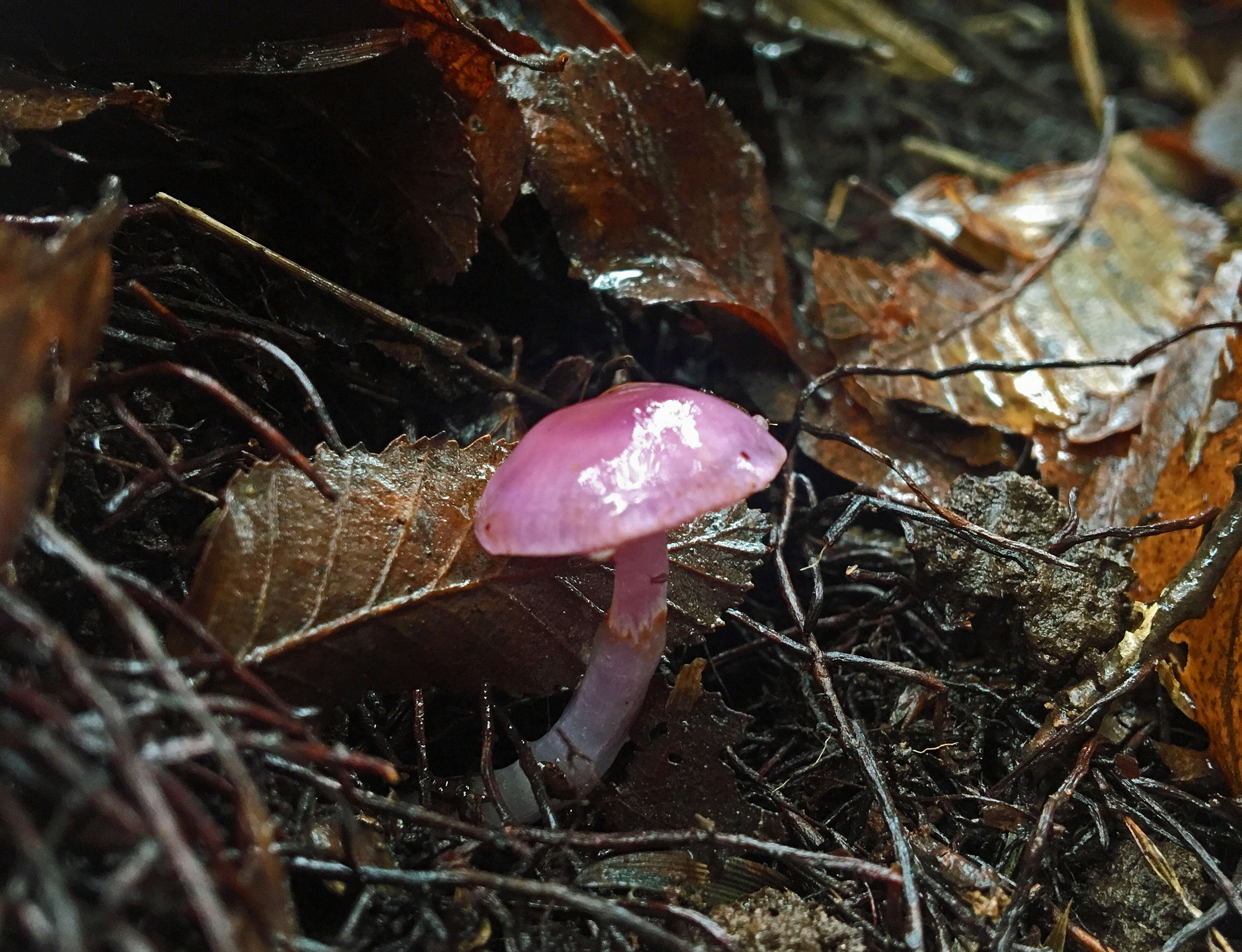 Image of Cortinarius magellanicus Speg. 1887