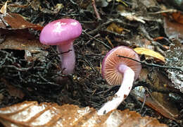 Imagem de Cortinarius magellanicus Speg. 1887