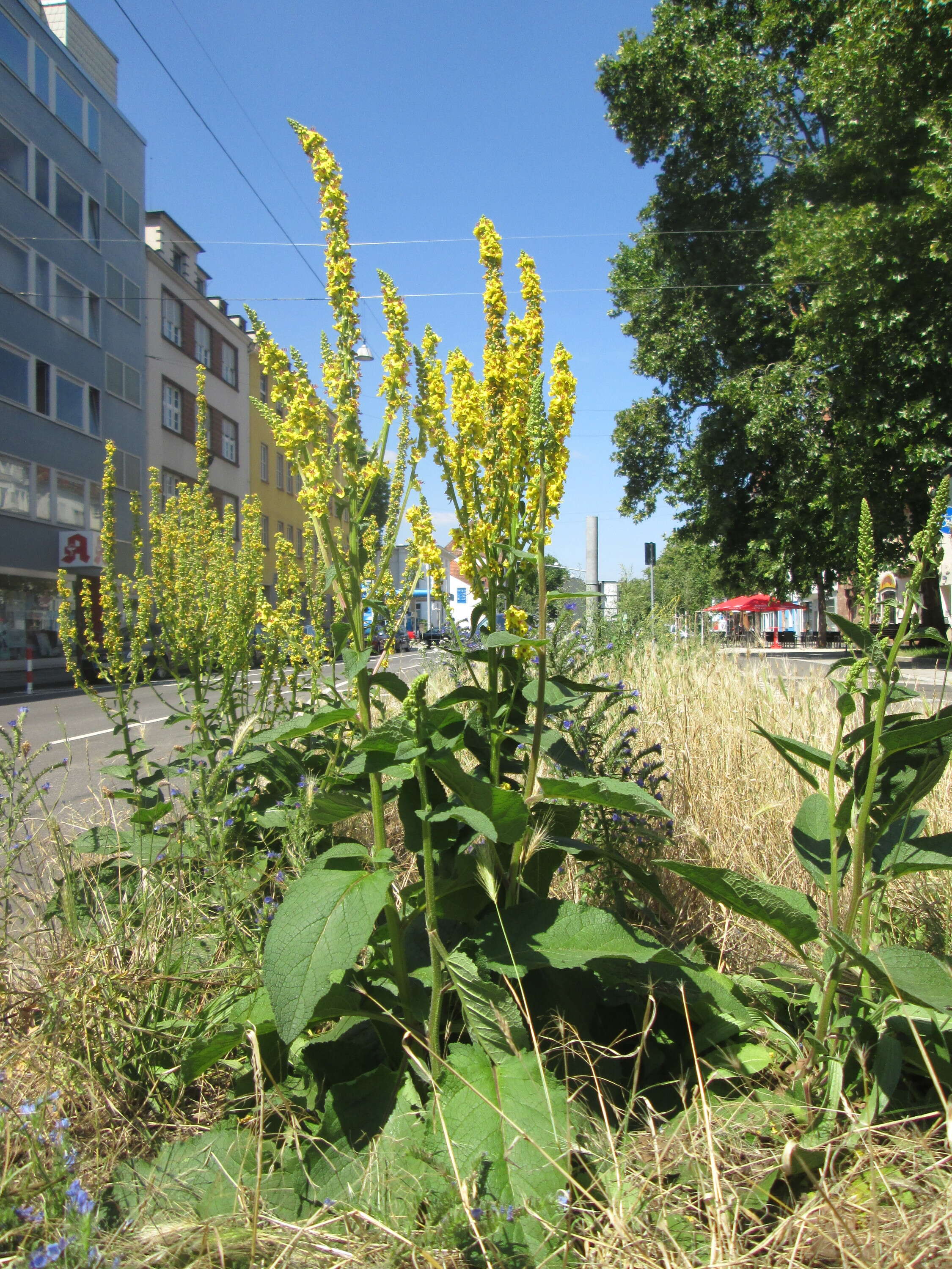 Verbascum nigrum L. resmi